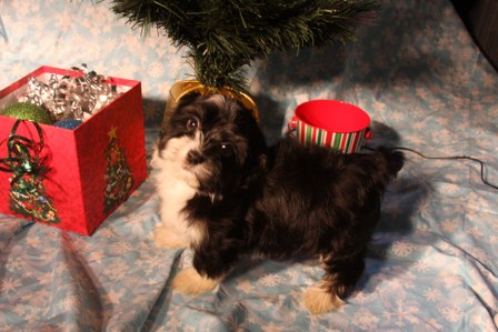 havanese-puppies